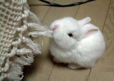 Rabbits - 'If carrots got you drunk, rabbits would be messed up'