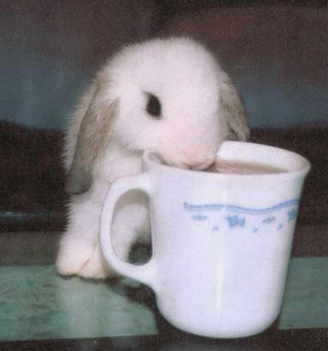 Rabbit - 'Rabbits have a habit of coming for breakfast and staying for lunch'