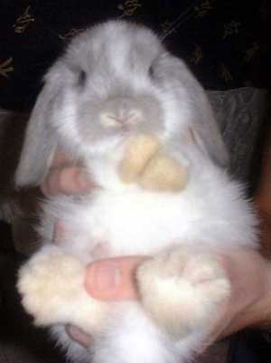 Rabbit - 'Rabbits and babies both have an inbuilt innocence'