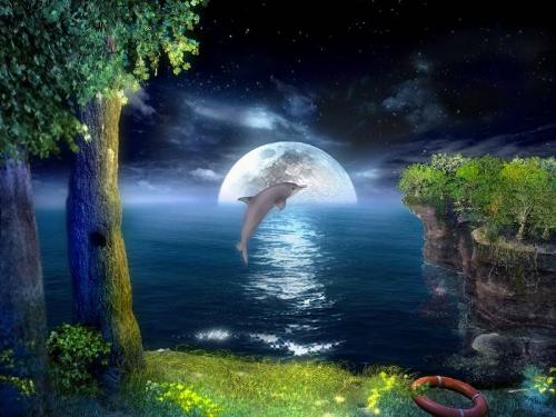 Dolphins - 'There is something about Dolphins. It is difficult to put in words'