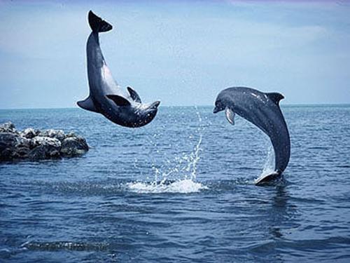 Dolphin - 'All animals except amn know that the ultimate of life is to enjoy it'