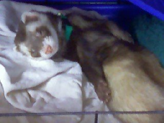 Ferrets  - This is our Thor he's such a sweety.