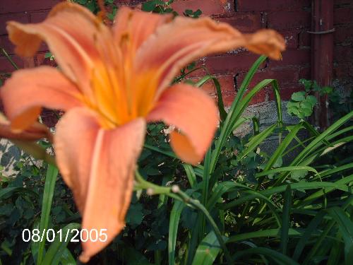 flowers - Flowers.