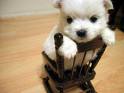 The Cutest Thing! - .