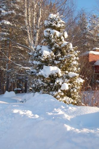 Sweden - winter - A sunny day in February in the north of Sweden