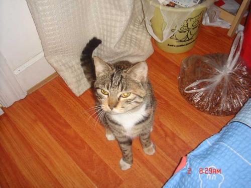 My cat - I've had a cat,and I call it 'Laomi'.I like it very much.Sometimes it is a little greedy and lazy,but it ss very rely on me.It bring a lot of happiness to my family.'Laomi' has its own temperament.It can be happy,be sad,be lone,be envious,and play the women to me.It is really a good friend to my family.