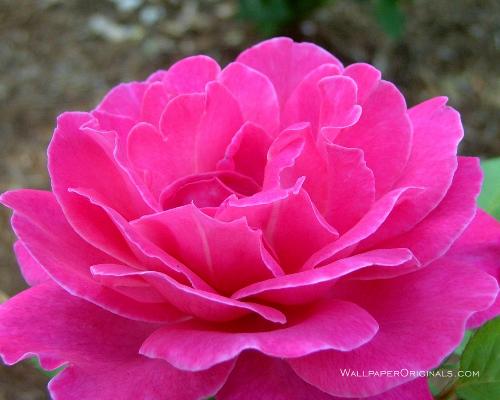 flower - Stunning beauty, a rose flower. Nice photography.