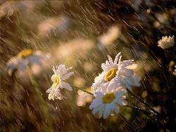 flowers - fragrances