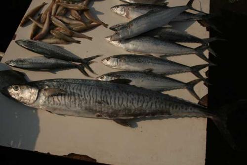 fish market at Araku valley, Visakhapatnam - The Araku valley, located on the Anatagiri hills at a height of 1,161 mts from Sea Level is the place with the best natural scenery and greenery can be found. The Valley is located 112-Km from Visakhapatnam and has Waterfalls and streams which give a pleasant feeling to the mind. The 17 tribes living in this valley wear colourful dresses and costumes and were untouched with modern civilisations. Their rhythmic songs and tribal dances, the Dhimsa dance in particular are just marvelous. The valley has Cottages and Resorts for tourists who visit here on a week long trip.