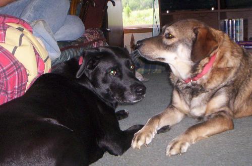 Lizzie and Gizmo - These are my dogs. The black one is Lizzie and the multi-colored one is Gizmo.
