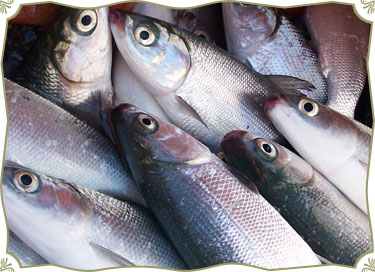 milkfish - kind of fish found in the Philippines
