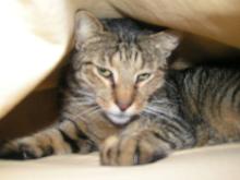 Susieq&#039;s Sammy - Image of Sammy..my friend&#039;s lost cat
