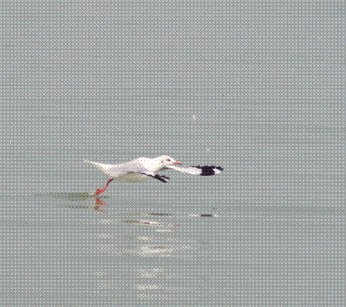 Kolleru Lake Bird Sanctuary, Kolleru,AP,India - The largest fresh water lake in Asia, Kolleru lake is a virtual paradise for nature lovers. Rich in flora and fauna