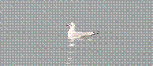 Kolleru Lake Bird Sanctuary, Kolleru,AP,India - The largest fresh water lake in Asia, Kolleru lake is a virtual paradise for nature lovers. Rich in flora and fauna, it attracts migratory birds from Australia, Siberia, Egypt and Philippines between the months of October and March.