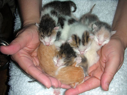 Kittens - 'It is impossible to keep a straight face in front of one or more kittens'