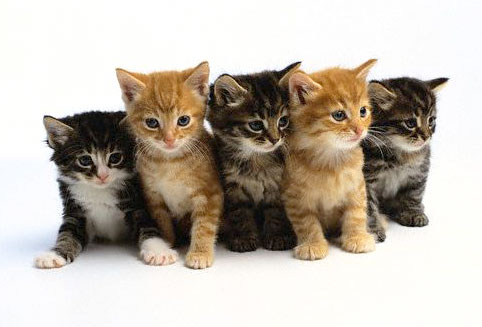 Kittens - 'As every cat owner knows, nobody owns a cat'