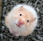 so cute!!! - i had a hamster,, but he died and i didnt had his picture taken.. so this will be in his memory...
