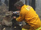 koala with firefighter - koala with the fire fighter getting water