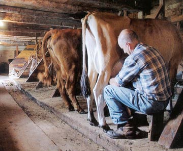 Milking the Cow - A man is milking his cows sitting in the farm.