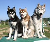 Huskies - Picture of Three Huskies Sitting.