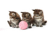 Kittens - Three kittens playing with a ball of yarn