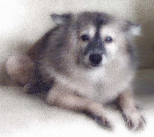 dogs - there goes mah doggie.. she's a spitz-pomeranian