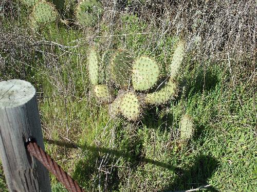 Cactus at Trumps Golf Course - cactus growning