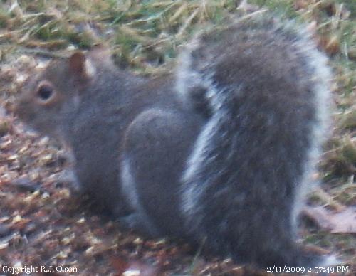 One of dads buddies. - He loves watching the squirrels rob the birds of their seeds.