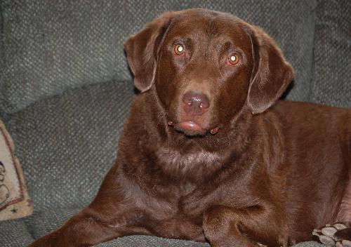 tinker - cheasapeake bay retriever