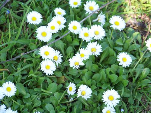 White flowrer I saw today - White flowers in the green grass