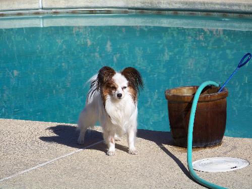 Petie at Pool side - Petie at Pool side. Petie out in the sum warming himself