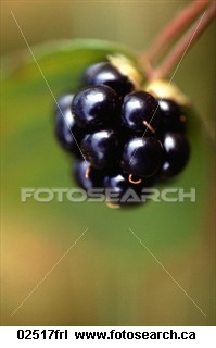 Closeup of a perfect blackberry - Blackberry fruit close up, on the vine