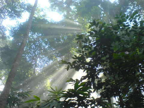 forest - Forest is a kind of the amazing gift from the nature.We must keep it.