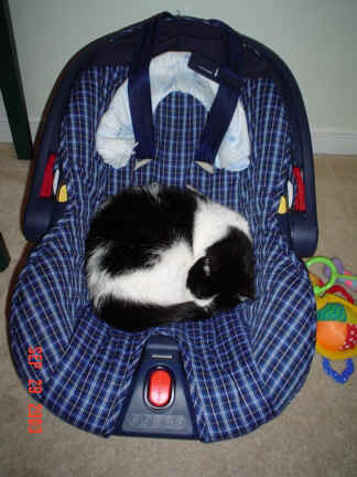 Cat sleeping - Cat Sleeping in Car seat