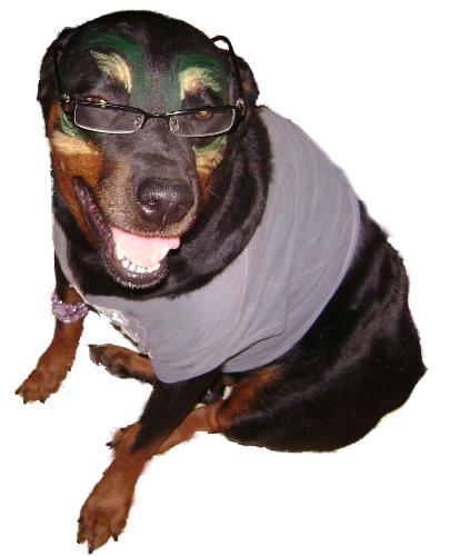 rottweiler - A rott with eyeglasses