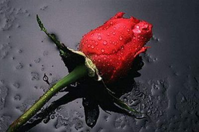 special - its not this rose..but its a rose..:p