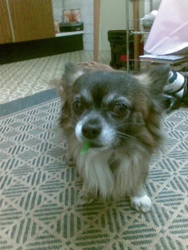 Gissi and his Pepper - Gissi loves his Peppers