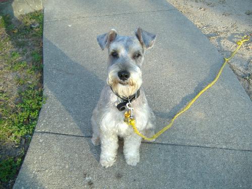 Minature Schnauzer hair cut  - Here is his Schnauzer hair do. Hes all spiffed up and ready to go!