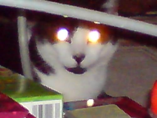 Bright Eyes - This photo came out very strange and not just because of the flash reflected in my cats eyes, It seems it has that kind of water colour effect that you can add with paint programs, although none was used, very strange indeed.