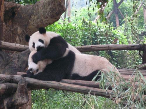 Panda playing - Taken during a trip to China. The Panda are so cute......and very lazy indeed. They are playing in the picture...... one is trying to wake another one up...... but the other one just keep sleeping :P