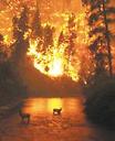 fires - burning trees