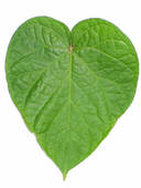 Heart Leaf - Picture of a heart shaped leaf