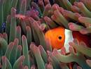 fish - cute fish.. small fish