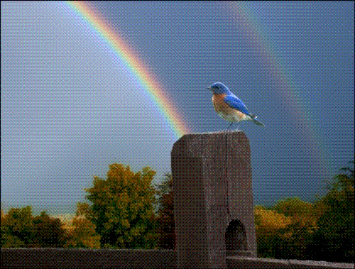 BlueBird - Photo off the Internet