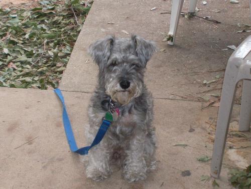 My dog - Picture of my minature schnauzer at 4 years old.