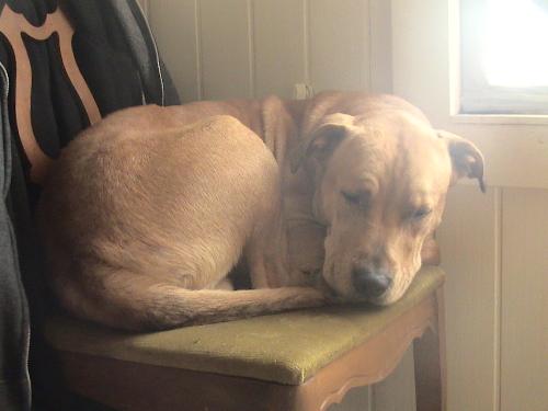 Bocephus - My dog Bocephus