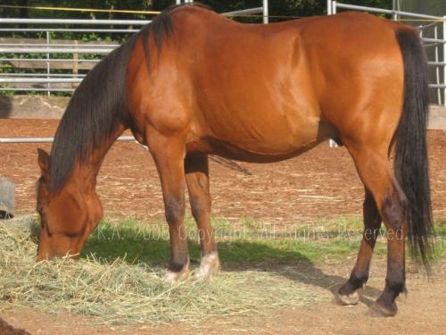 Beauty and Grace - The Majestic Arabian. The most beautiful horse bred.