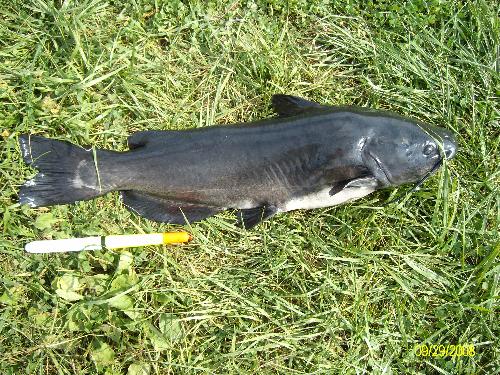 22 Pound Channel Cat - This is a 22 pound channel catfish that I caught last September. The float that is beside him is 12 inches long. He measured 34 inches. An extremely fun catch!
