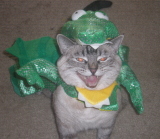 Lightening Cat - This is my little familiar. Halloween 2008