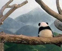 What's the life like? - I am thinking about the meaning of life in such a peacful afternoon. I enjoy this feeling.
